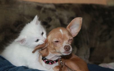 How a Dog or Cat Can Help Spice Up Your Sex Life
